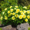 Пион ИТО Smith Family Yellow