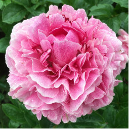 Пион травянистый The Fawn