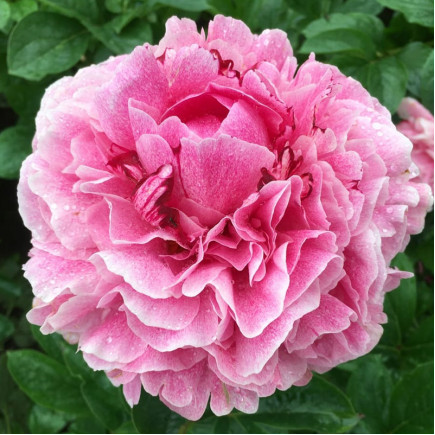 Пион травянистый The Fawn