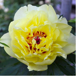 Пион ИТО Yellow Waterlily