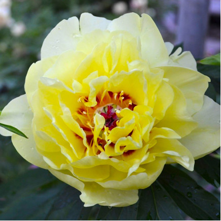 Пион ИТО Yellow Waterlily