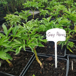 Пион травянистый Gay Paree (контейнер 1 л)