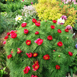 Піон Tenuifolia (Hybrid)