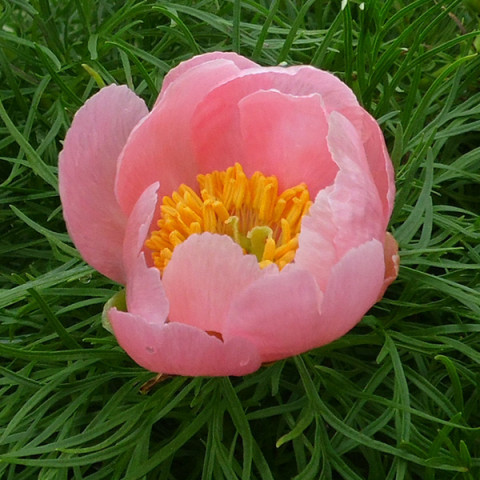 Піон Tenuifolia Rosea