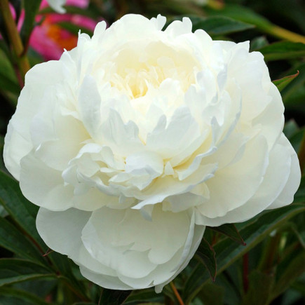 Пион травянистый White Sarah Bernhardt (контенер 1 л)