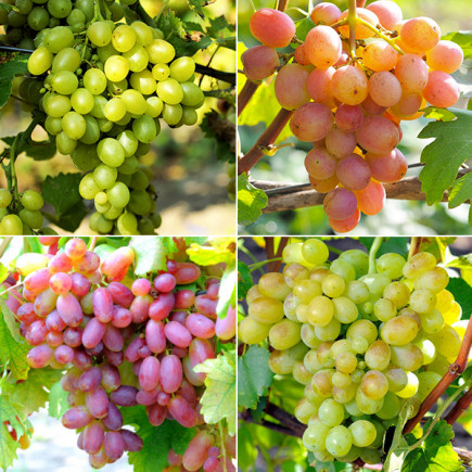 Комплект саджанців винограду Ранній мікс