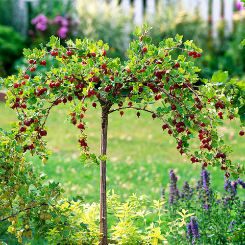 Штамбовые ягодные кустарники: осенний уход, обрезка зимнее укрытие