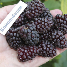 Ожиномалина Boysenberry (Бойсенберрі)