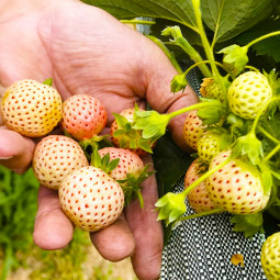 Полуниця Fragola Bianca