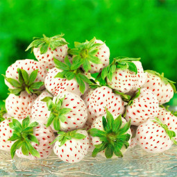 Полуниця Ананасова Ягода (Pineapple Berry)