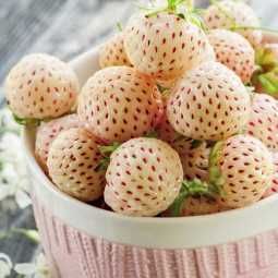 Полуниця (суниця) Пайнберрі (Pineberry)