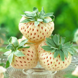 Полуниця (суниця) Пайнберрі (Pineberry)