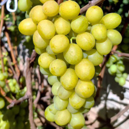 Виноград Хелена