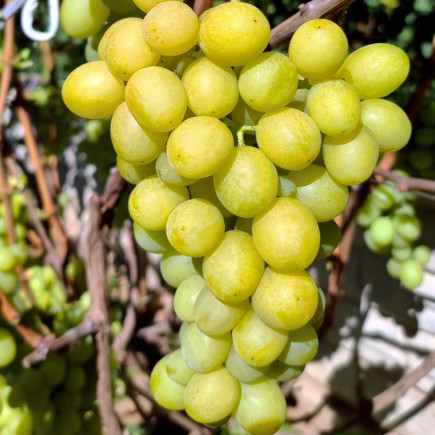 Виноград Хелена