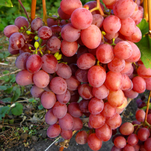 Виноград Изумление: описание и характеристики сорта, особенности ухода и выращивания, фото, отзывы