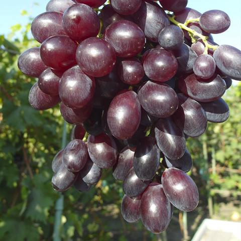Виноград Диво