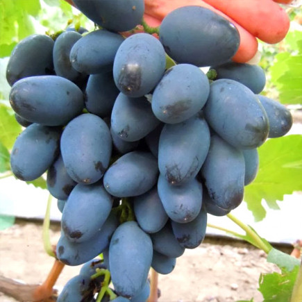 Переяславская рада виноград фото