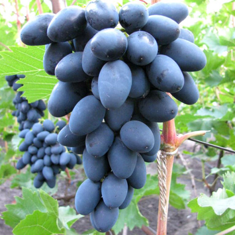 Виноград Рада