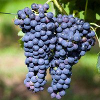 Виноград Маркет винный (контейнер 2л)