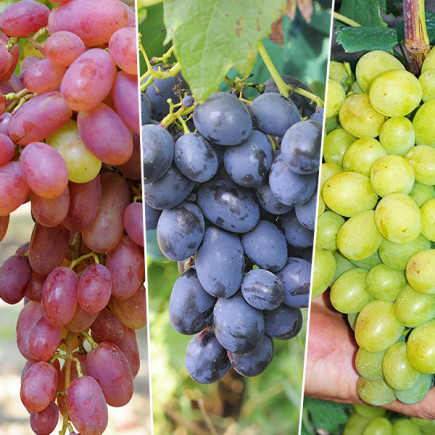 Комплект саджанців винограду Апетитні гіганти