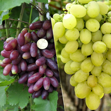 Комплект саджанців винограду Родзинка
