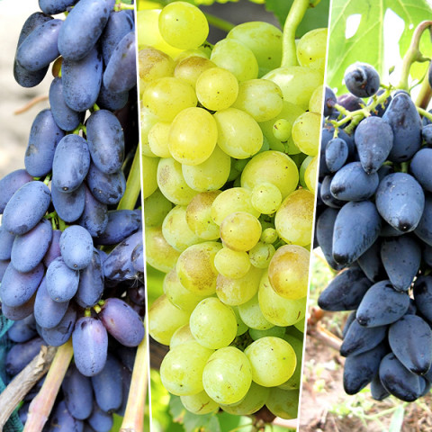 Комплект саджанців винограду Мускатний десерт