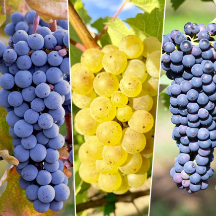 Комплект саджанців винограду Винний букет