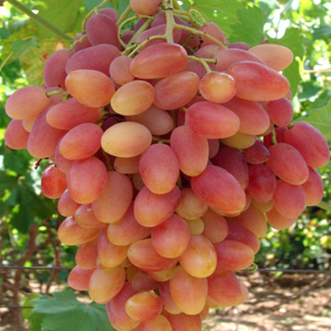 Виноград Самба