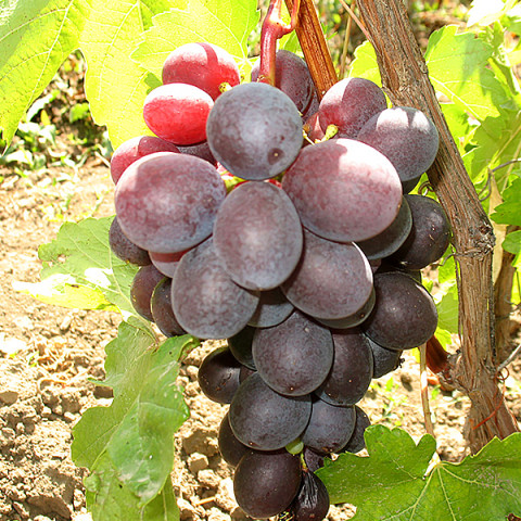 Виноград Канада винный