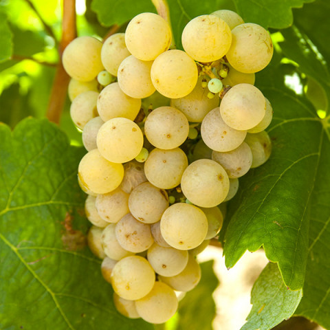 Виноград Солярис винный