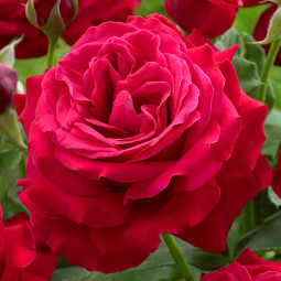 Роза чайно-гибридная Дам де Кер (Dame de Coeur)