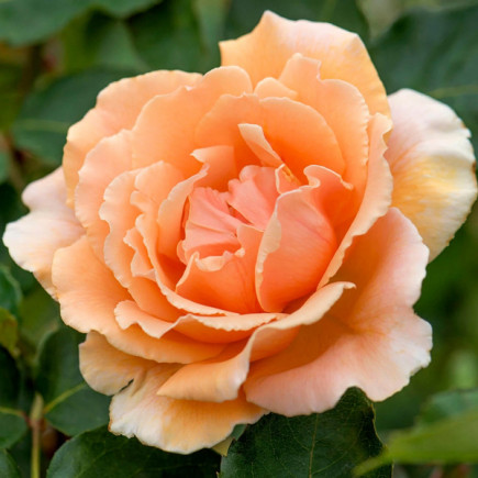 Троянда чайно-гібридна Джаст Джой (Just Joey)