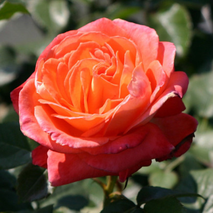Роза чайно-гибридная Кенигин дер Розен (Koningin der Rosen)