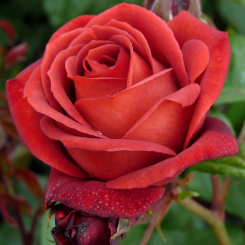 Роза чайно-гибридная Терракотта (Terracotta)
