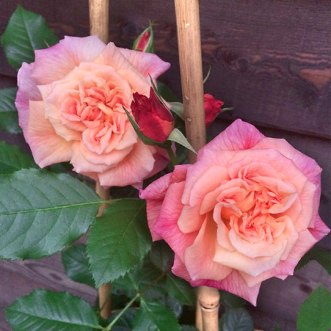 Роза плетистая Амаретто (Amaretto)