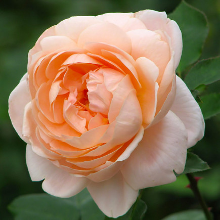 Роза английская Эмбридж Роуз (Ambridge Rose)