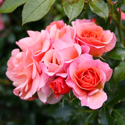 Троянда флорібунда Апрікола (Aprikola)