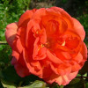 Троянда плетиста Аріель Домбасль (Arielle Dombasle)