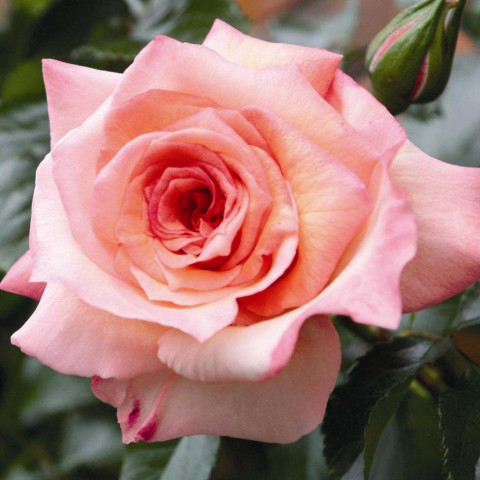 Троянда плетиста Барок (Barock)