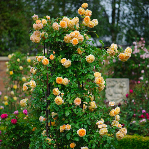 Троянда плетиста Батшеба (Batsheba)
