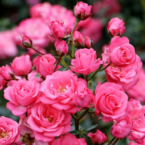 Троянда флорібунда Бела Роса (Bella Rosa)