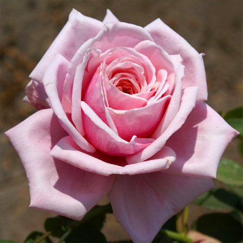 Роза плетистая Блосомтайм (Blossomtime)