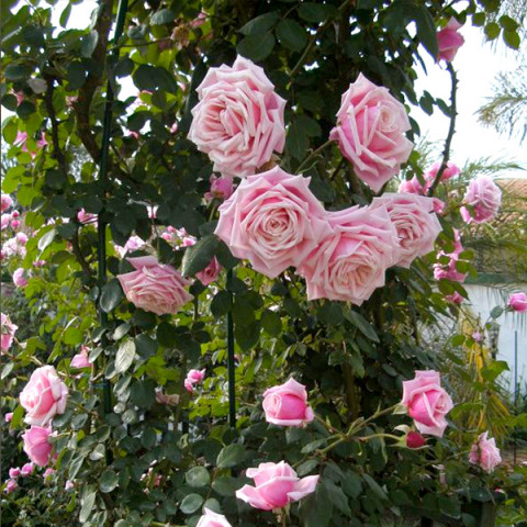 Роза плетистая Блосомтайм (Blossomtime)