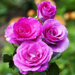 Троянда плетиста Клаймбінг Віолет Парфум (Climbing Violette Parfume) Троянда плетиста Клаймбінг Віолет Парфум (Climbing Violette Parfume)