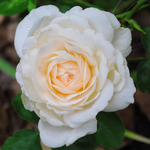 Троянда флорібунда Крім Ебанденс (Cream Abundance)