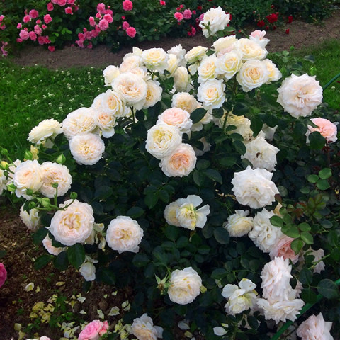 Роза флорибунда Крим Эбанденс (Cream Abundance)