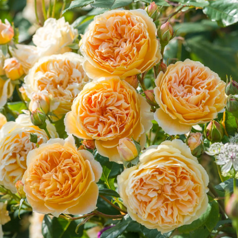 Троянда англійська Краун Принцеса Маргарет (Crown Princess Margareta)