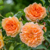 Троянда англійська Дама Джуді Денч (Dame Judi Dench)