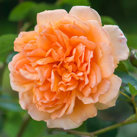 Троянда англійська Дама Джуді Денч (Dame Judi Dench)
