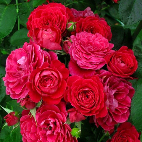Троянда флорібунда Домен де Сен Жан де Боргар (Domaine de St Jean de Beauregard)
